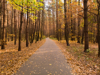 Obraz premium Asphalt path in the autumn deciduous forest