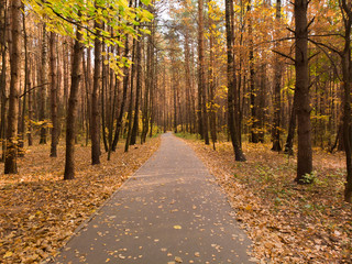 Asphalt path in the autumn deciduous forest