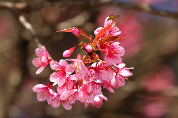 Closeup of Wild Himalayan Cherry (Prunus cerasoides)