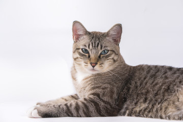 The cats look very cute this way.