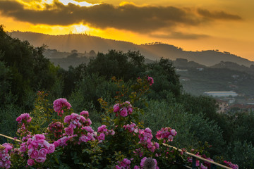Fototapeta na wymiar Rosen vor aufgehender Sonne über den Hügeln in Ligurien