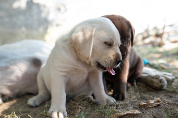 cute little labrador retriever dog puppy outdoors in nature 