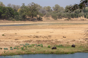 Fototapeta na wymiar Hippo grazing in riverbed in South Africa