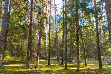 Ugra national Park. Reserve. Kaluga region. Russia