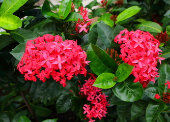 closeup image of blooming pink spike flowers or ixora in garden