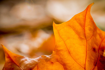 Closeup of colorful autumn maple leaves