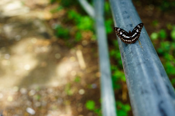 Black butterflies fly it is  nature on the Doi Suthep at thailand.