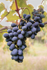 Bunch of Grapes in the Vineyard