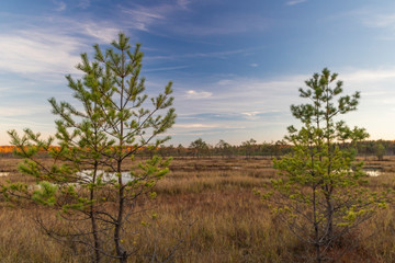 Obraz na płótnie Canvas Galkinskiy swamp.Ugra national Park. Reserve. Kaluga region. Russia
