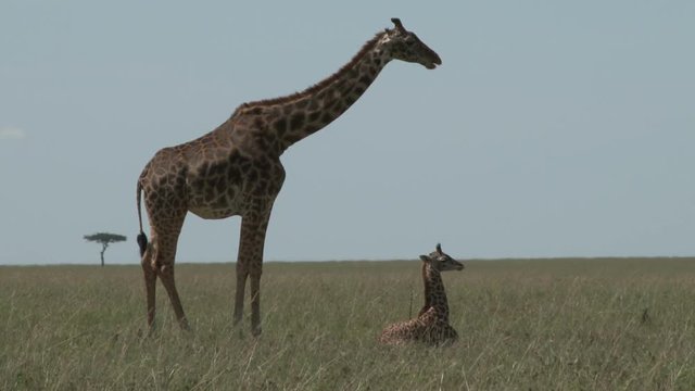 A giraffe mother ruminating as she watches over her seated baby.