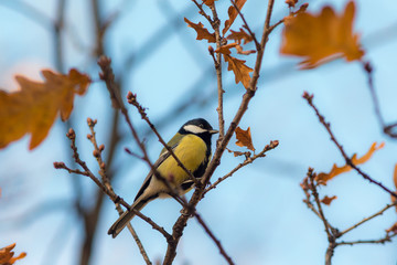 tit on a tree branch