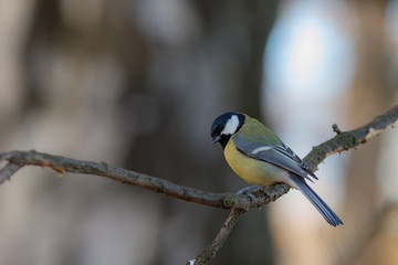 tit on a tree branch
