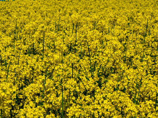 Rapsblüte im Frühling