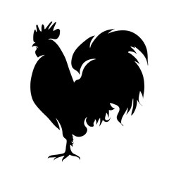 Vector silhouette of rooster on white background.