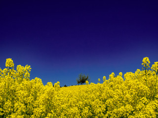 Rapsblüte im Frühling