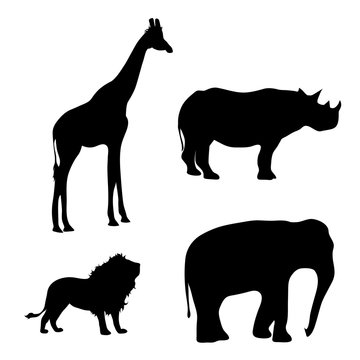 Vector silhouette of wild animal on white background.