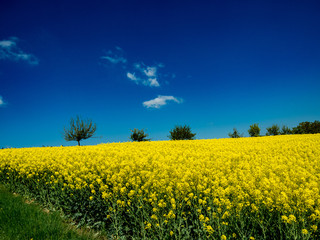 Rapsbl&uuml;te im Fr&uuml;hling
