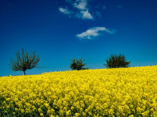 Rapsbl&uuml;te im Fr&uuml;hling