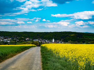 Rapsblüte im Frühling
