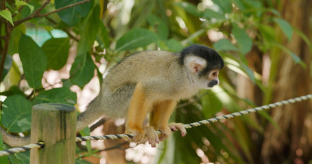 Obraz premium Squirrel Monkeys sitting on the rope