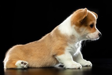 Welsh corgi puppy Dog  Isolated  on Black Background in studio