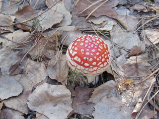 fly agaric mushroom