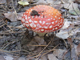 red fly agaric mushroom