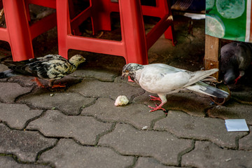Pigeons are eating food along the path on Doi Suthep.