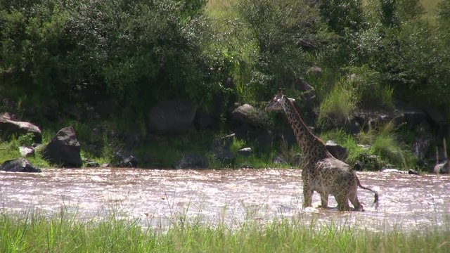 A giraffe crosses a flooded river in the bush.