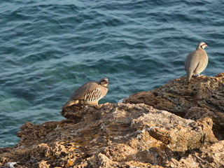 partridge hen Alectoris chukar: birds of Greece 