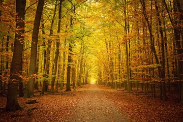 Pathway in the autumn forest