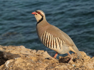partridge hen Alectoris chukar: birds of Greece 