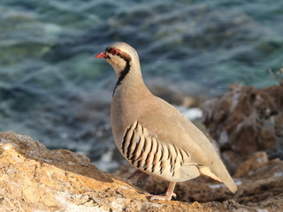 partridge hen Alectoris chukar: birds of Greece 