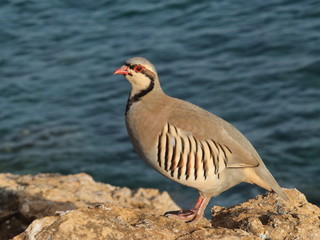 partridge hen Alectoris chukar: birds of Greece 