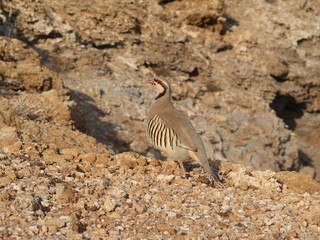 partridge hen Alectoris chukar: birds of Greece 