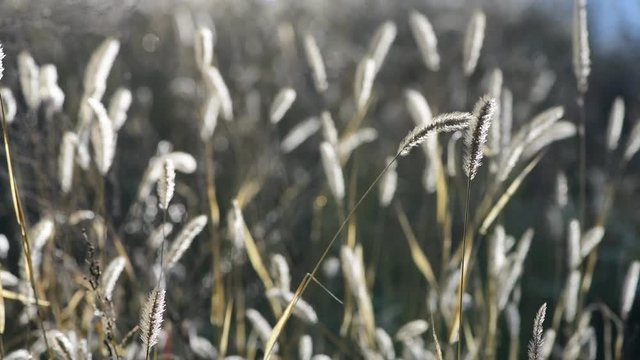 Morning macro dew water drops close up nature autumn cold grass 4k video full hd
