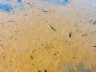 weymouth dorset sea coast sky blue beach sunset nature landscape fish water surface