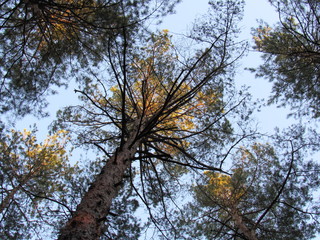 Obraz premium tree in autumn