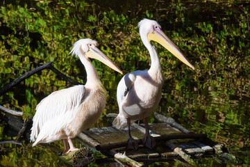 Pelicans in the pond