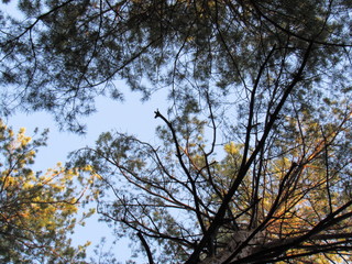 tree in autumn