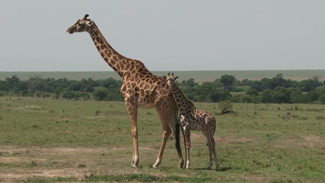 a giraffe standing in the plains with her baby beside her.