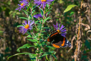Red Admiral butterfly on asters