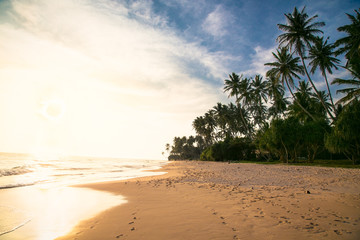 Tropical idylic sunset on beach with palms near Weligama, Sri Lanka. .