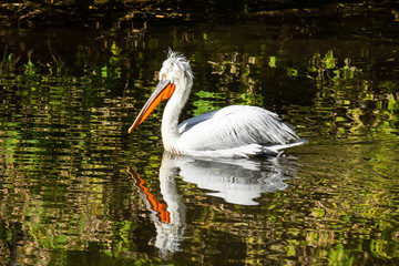 Pelican swims in the pond