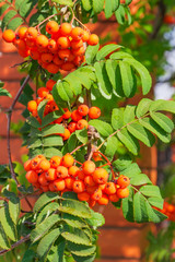 Rowan branch with clusters of berries against of brickwork