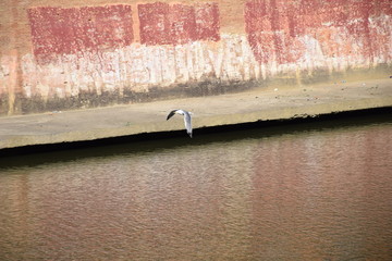 fiume