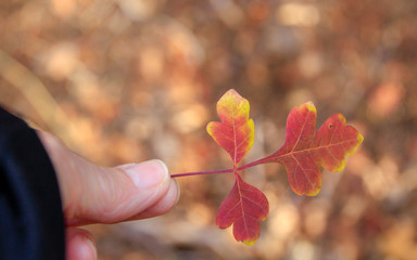 In the Light of Fall