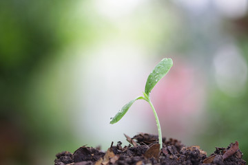 Young green tree planting growing