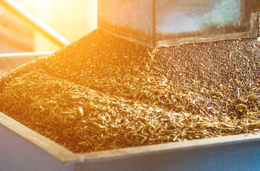 Production of rapeseed oil, processing of oilseed rapeseed, supply of rapeseed oil seeds to the cold pressing press, close-up, industry, sun, biodiesel production - obrazy, fototapety, plakaty