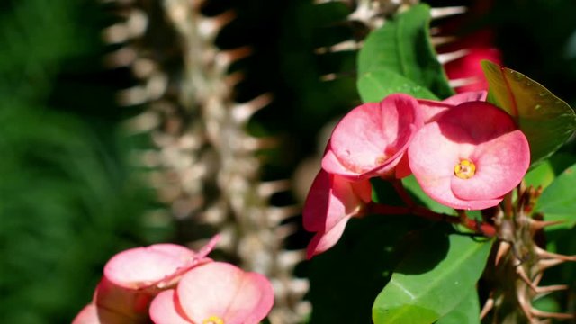 Tilt Down 4k shot ,Crown of thorns or Christ Thorn flower - Euphorbia milli - Euphorbia Milia Desmoul.
